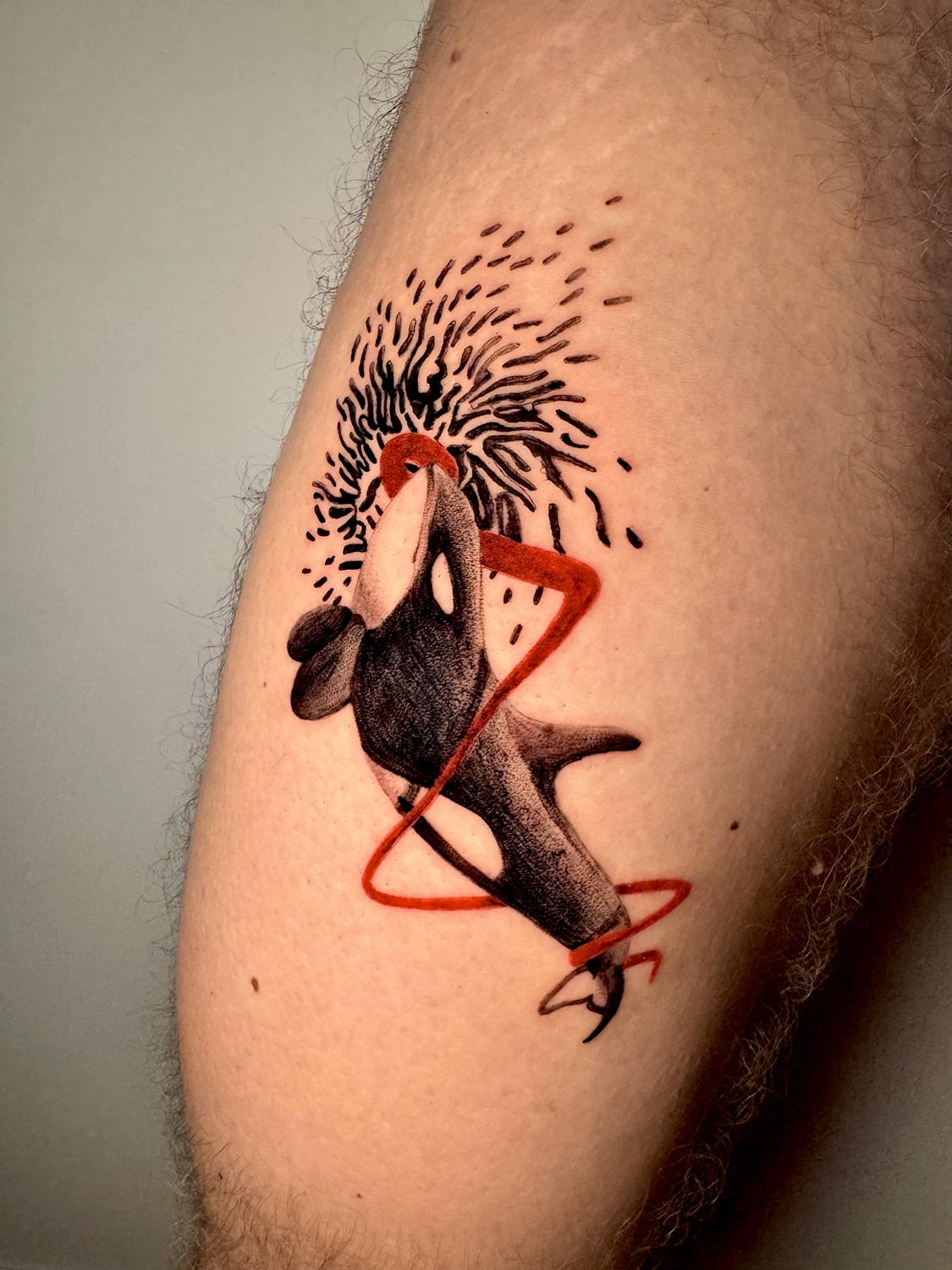 Orca with red ink accents